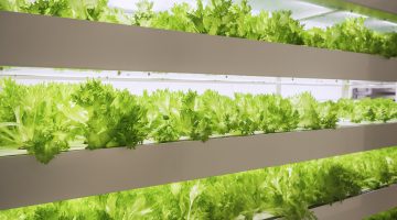 Greenhouse Plant row Grow with LED Light Indoor Farm Agriculture Technology vertical farming
