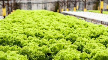 urban agriculture