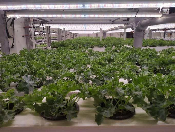 Growing 800k Tons of Vegetables in the Desert with Veggitech