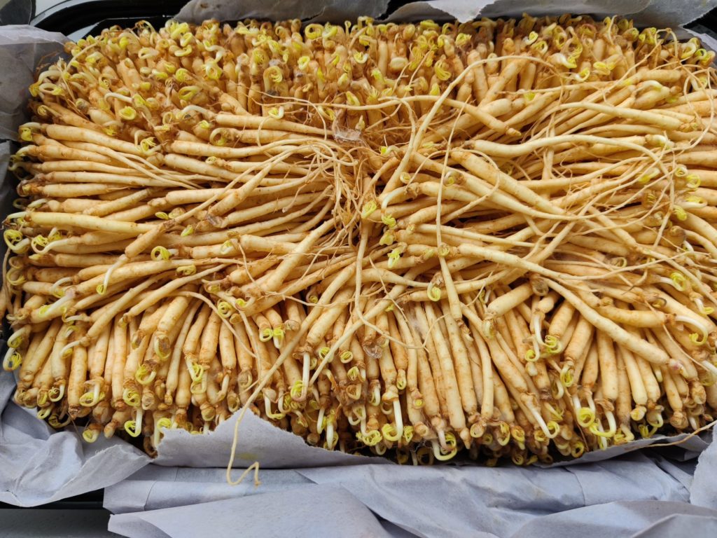 AVF launches Ginseng Sprout Trials in the AVF Lab