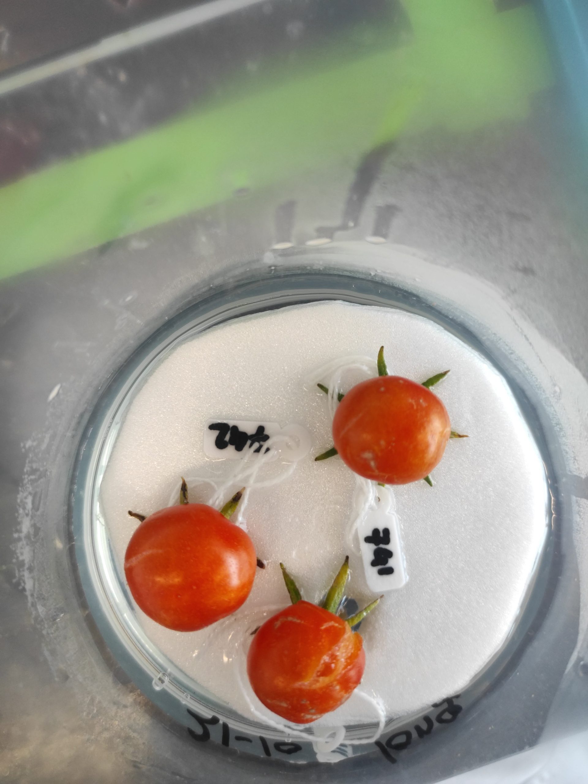 The Tomato of the Future may not need a Plant